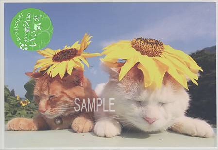 かご猫シロ・ポストカード「ひまわり2匹」