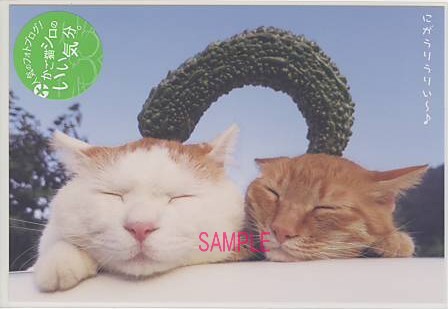 かご猫シロ・ポストカード「にがうり」