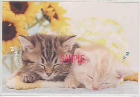 猫・夏ポストカード「お昼寝」