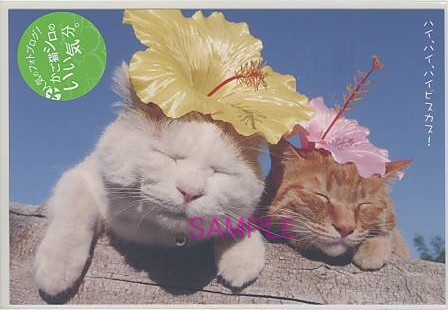 かご猫シロ・ポストカード「ハイビスカス」