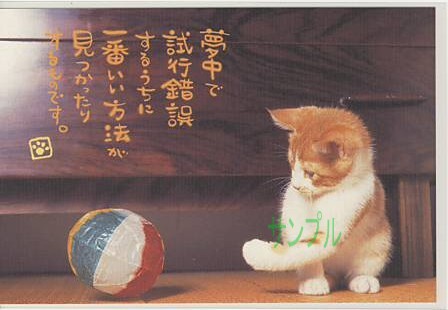 猫・ポストカード「夢中で試行錯誤するうちに」