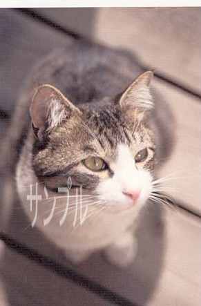 猫・ポストカード