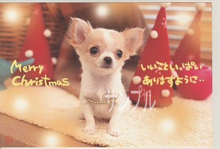 犬・ポストカード「いいこといっぱい」