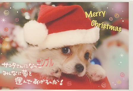 犬・ポストカード「サンタさんになって」