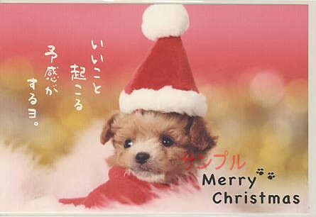 犬・ポストカード「いいこと起こる」