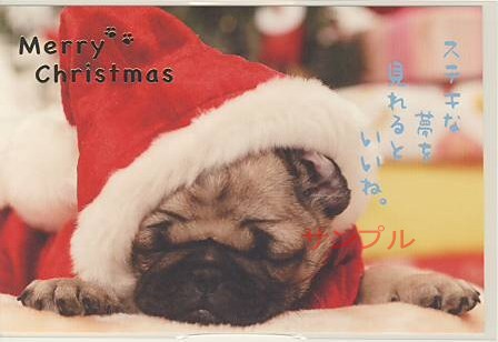 犬・ポストカード「ステキな夢を」