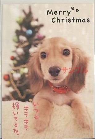 犬・ポストカード「いつもキラキラ」