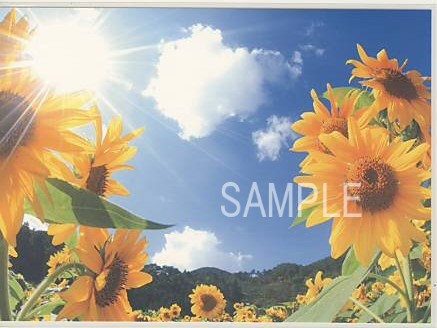 ひまわり・ポストカード