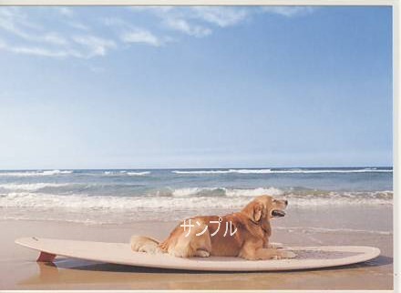 犬・ポストカード