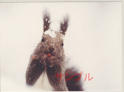 冬・ポストカード「エゾリス」