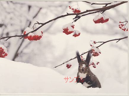 冬・ポストカード「エゾリス」