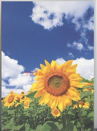 ひまわり・ポストカード