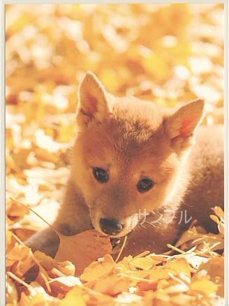 犬・秋ポストカード