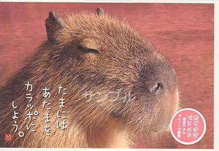 動物・ポストカード「カピバラ」