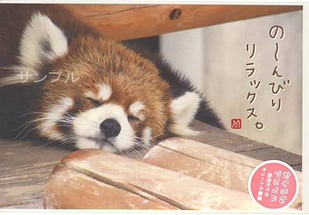 動物・ポストカード「レッサーパンダ」