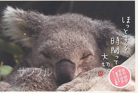 動物・ポストカード「コアラ」