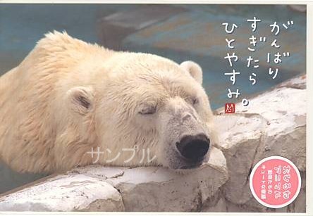 動物・ポストカード「ホッキョクグマ」