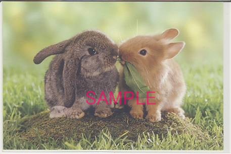 動物・ポストカード「うさぎ」