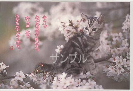 猫・ポストカード「今まで気が付かなかっただけで」