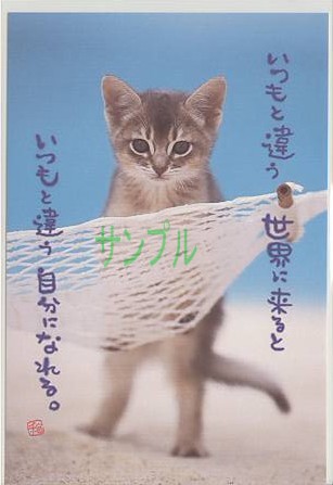 猫・ポストカード「いつもと違う」