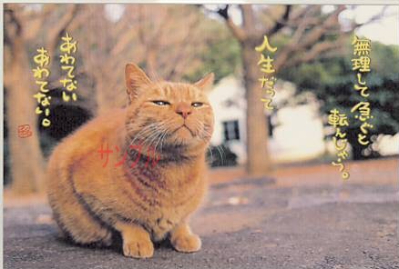 猫・ポストカード「無理して急ぐと」