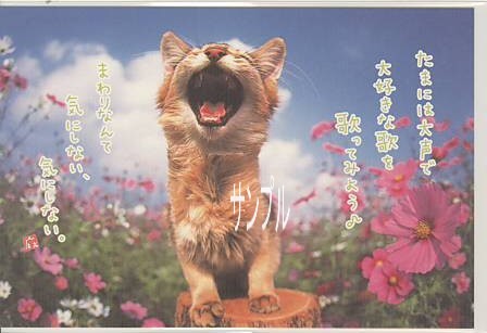 猫・ポストカード「いつもと違う」