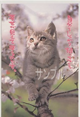 猫・ポストカード「自分をしっかり」