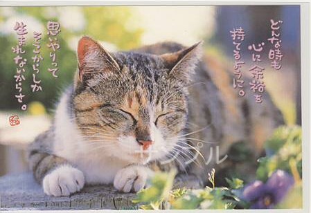 猫・ポストカード「どんな時も」