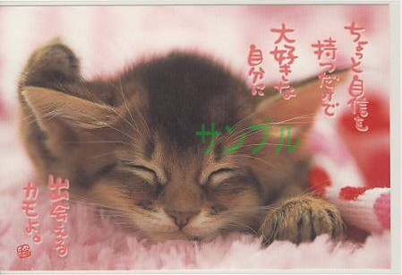 猫・ポストカード「ちょっと自信を持つだけで」