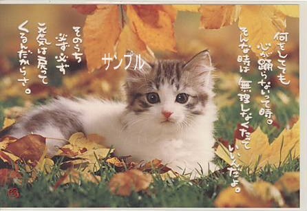 猫・ポストカード「元気は戻ってくる」