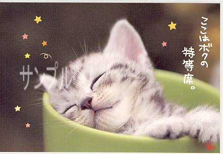猫・ポストカード「特等席」