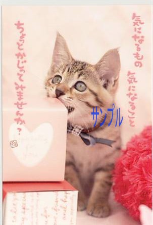 猫・ポストカード「気になるもの」