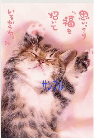 猫・ポストカード「思いっきり福を」