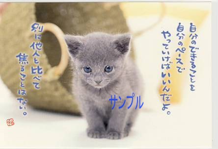 猫・ポストカード「自分のできることを」