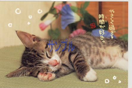 猫・ポストカード「やさしく過ぎる」