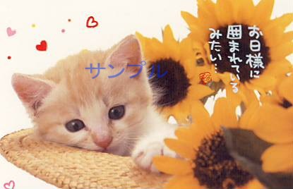 猫・ポストカード「お日様に囲まれて」