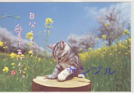 猫・ポストカード「自分をもっと」