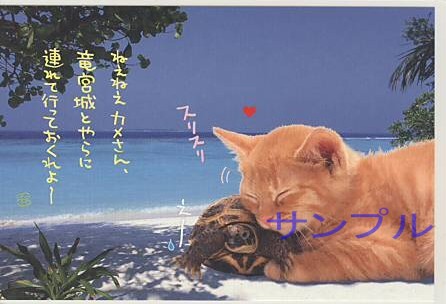 猫・ポストカード「ねえねえカメさん」