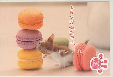 ぷちねこ・ポストカード「キケンは承知の上。」