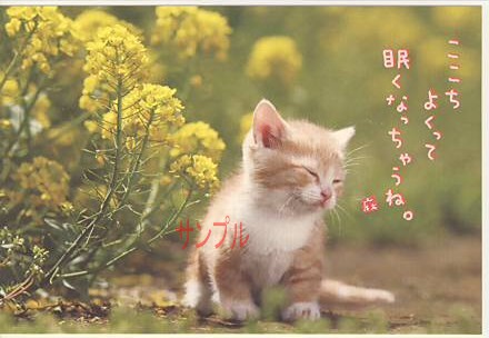 猫・ポストカード「ここちよくって」
