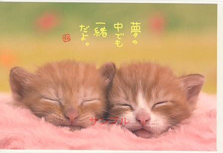 猫・ポストカード「夢の中でも」