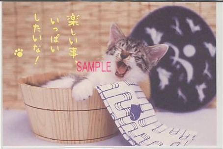 猫・ポストカード「楽しい事いっぱい」