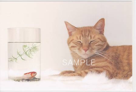 猫・ポストカード「金魚と」