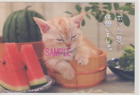 猫・ポストカード「ホッと一息」