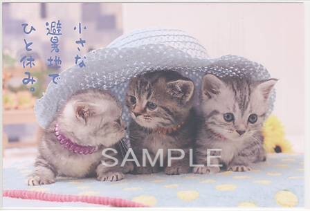 猫・ポストカード「ひと休み」