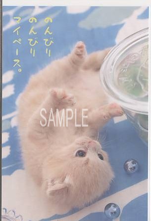 猫・ポストカード「のんびり」