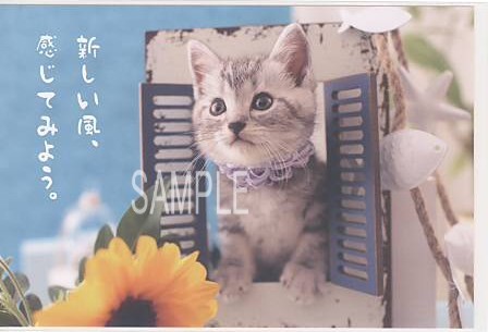 猫・ポストカード「新しい風」