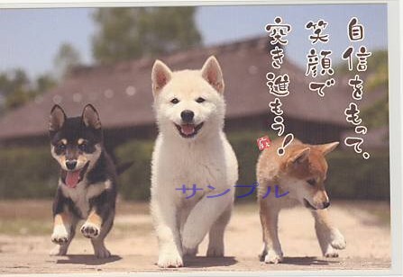 犬・ポストカード「自信をもって」