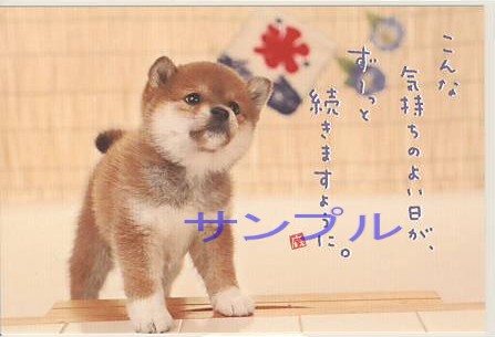 犬・ポストカード「気持ちのよい日が」