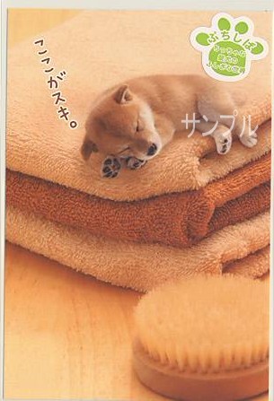 ぷちしば・ポストカード「ここがスキ。」